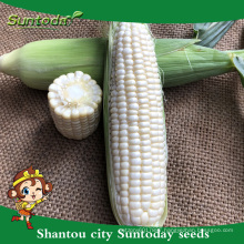 Suntoday vegetable seeds from thailand/usa F1 eat fresh hybrid sweet white corn seeds planter breeder for sale(61002)